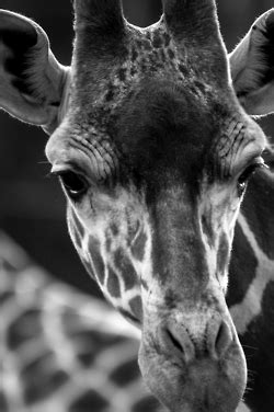 Ready for my close up! Giraffe Decor, Giraffe Art, Animals And Pets, Baby Animals, Cute Animals ...