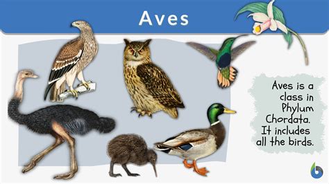 Aves - Definition and Examples - Biology Online Dictionary