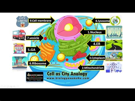 Plant Cell City Analogy