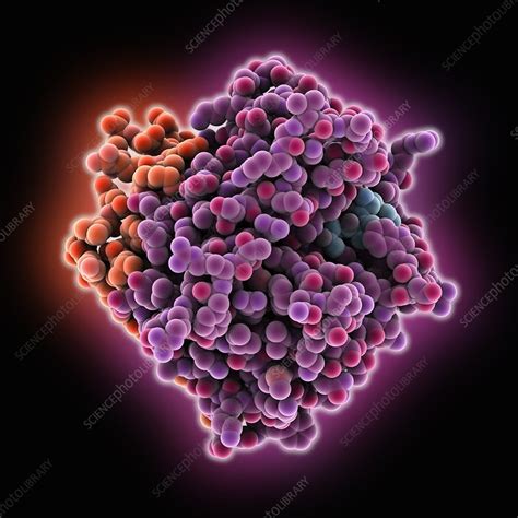 Thrombin protein, secondary structure - Stock Image - C015/7075 ...