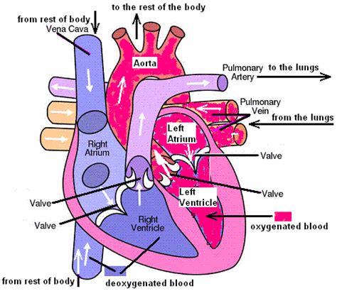 diagrams explaining how the heart works valves cardiac muscles aorta pulmonary artery pulmonary ...