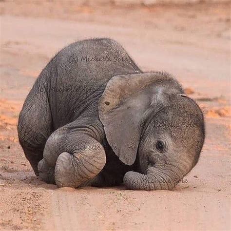 Baby Elephant Struggling to Walk! This adorable elephant is less than one week old, and was able ...