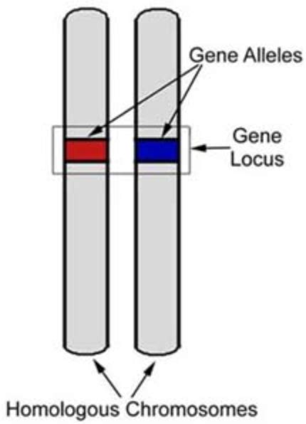 Locus - Mendelian Concepts - MCAT Content