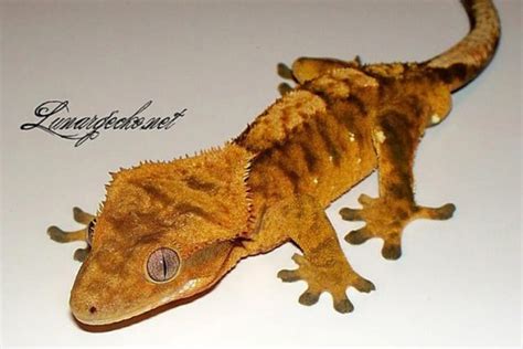 An Introduction to Crested Gecko Morphs - Gecko Time - Gecko Time