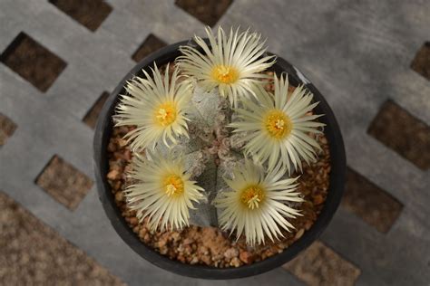 Astrophytum myriostigma Cactus