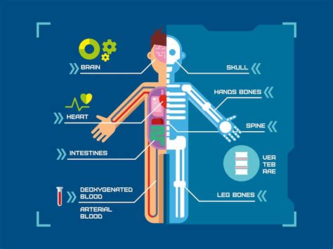 Full body human anatomy - namelistings