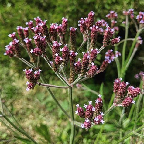 Purple-top (Verbena bonariensis) – Weeds of Melbourne