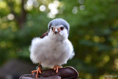 African Pygmy Falcon - Cincinnati Zoo & Botanical Garden