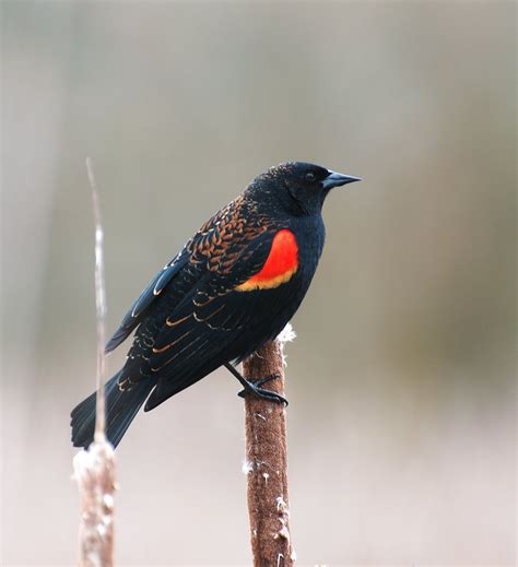 NW Bird Blog: Red-winged Blackbird