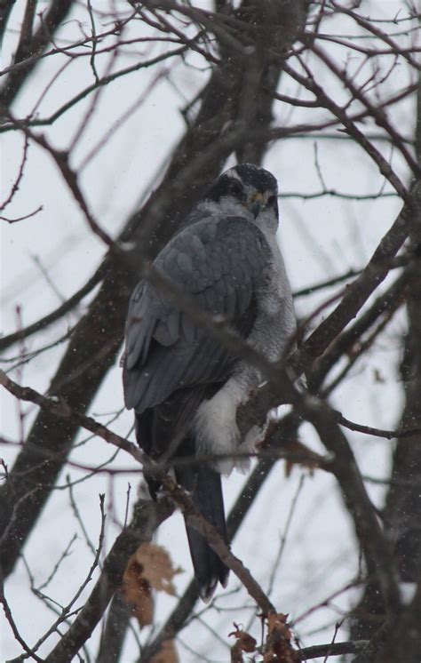 Northern Goshawk | Eric Masterson