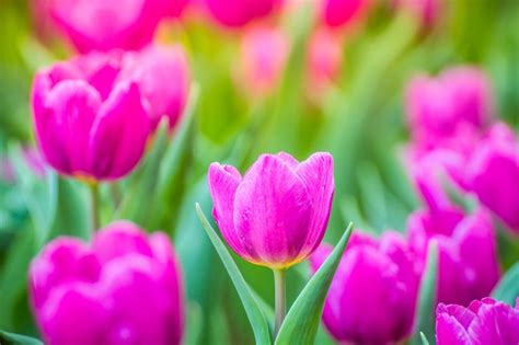 Premium Photo | Pink tulips in the garden