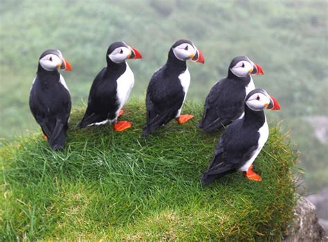 The Puffins of Mykines in the Faroe Islands - The Culture Map