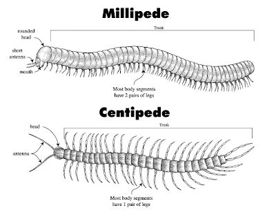 The Öko Box: Millipede Or Centipede?