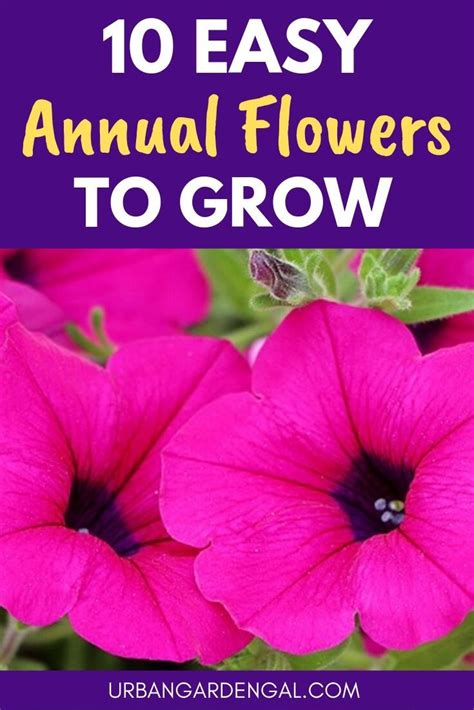 10 Easy Annual Flowers To Grow In Your Garden | Annual flowers, Flower ...