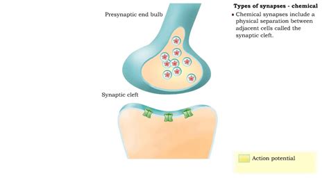 Electrical Synapse Diagram