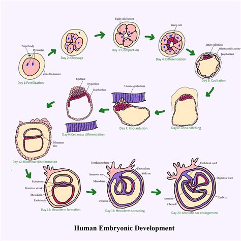 Describe briefly various major events that occur in the process of embryonic development.