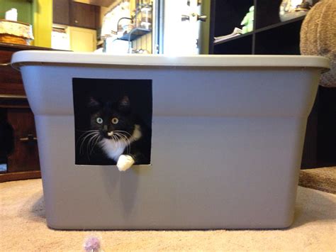 An Easy DIY: Cat Litter Box Ideas – HomesFeed