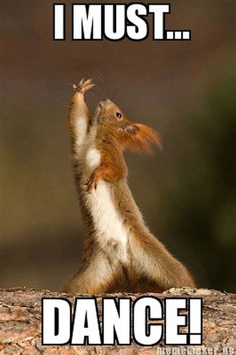 I Must Dance! (Squirrel) (With images) | Squirrel funny, Dancing ...