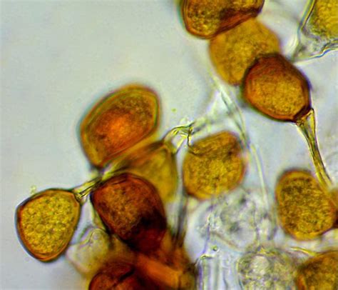 May’s Fungi Focus: Bluebell Rust (Uromyces muscari – part 2