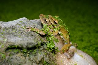 Polypedates megacephalus, Spot-legged tree frog (mating) -… | Flickr