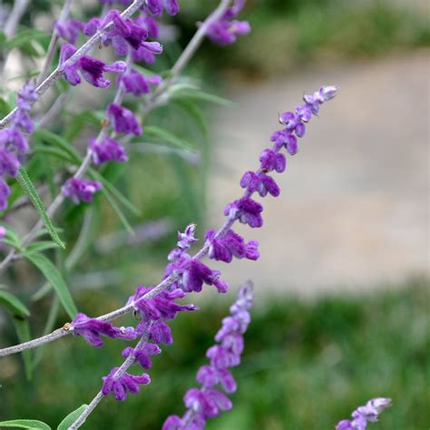 Salvia leucantha Purple | Beds & Borders