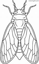 Cicada Live Cycle Coloring Pages  Cool sketch template