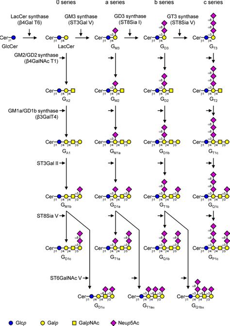 Gangliosides: Structures, Biosynthesis, Analysis, and Roles in Cancer ...