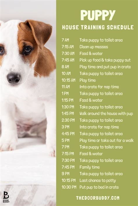 Puppy Training Tips | Puppy training schedule, Puppy training, Puppy ...