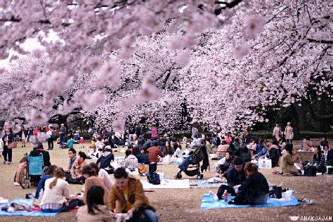 popular cherry blossom spots in Japan | ANAKJAJAN.COM