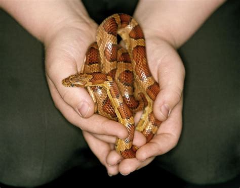 How to Choose the Best Pet Snake for You