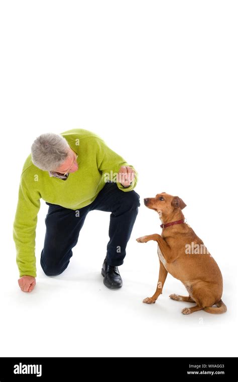 Training the dog obedience Stock Photo - Alamy