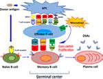 Frontiers | Unraveling the Role of Allo-Antibodies and Transplant ...