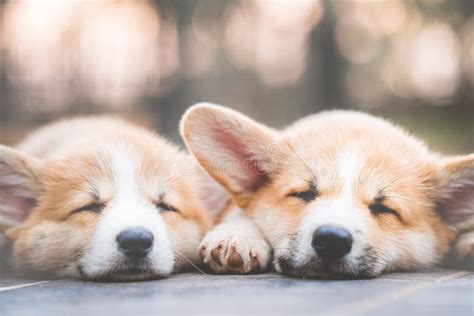 Cute Corgi Dog Puppies Lying, Relaxing and Sleeping in Summer Sunny Day Stock Photo - Image of ...