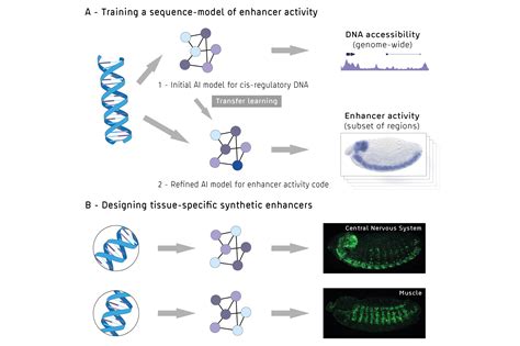 Artificial Intelligence cracks code of gene regulation | Research ...