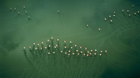 Lake Magadi Flamingos – Bing Wallpaper Download