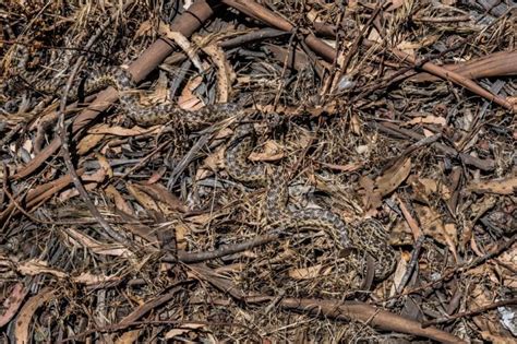 Spot the Camouflaged Snakes in These Pictures | Reader’s Digest