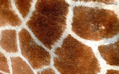 Giraffe Wallpapers - Animal Spot