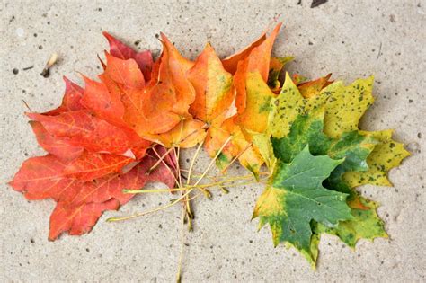 Falling Again | Autumn photography, Fall pictures, Pumpkin pictures