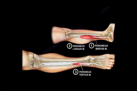 Anatomy of the Peroneal Muscles — OrthopaedicPrinciples.com