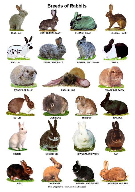 A4 Laminated Posters. Breeds of Rabbits - Etsy Canada | Pet bunny ...