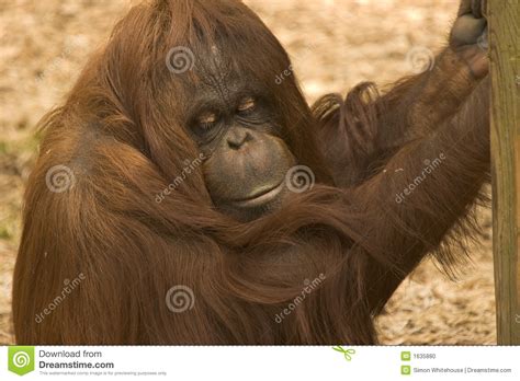 Hanging Around stock photo. Image of monkey, sumatra, kalimantan - 1635880