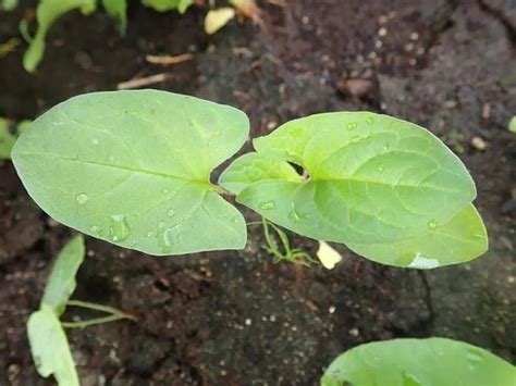 Good King Henry (Chenopodium bonus-henricus), packet of 50 seeds, organic | Strictly Medicinal Seeds