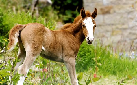 Wallpaper : grass, wildlife, Colt, livestock, pasture, foal, mare, fauna, snout, mane, horse ...