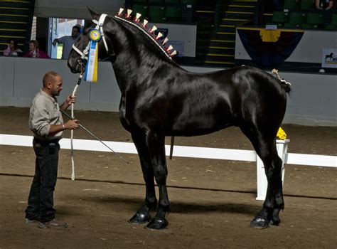 Bentley - Percheron | Horsin Around | Pinterest | Pferde