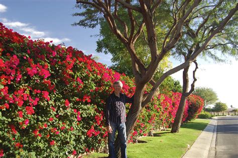 Don Shapiro on Twitter: "The Bougainvillea hedge outside our house. I personally trim this with ...