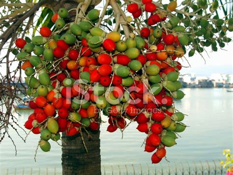 Fruit of A Tropical Tree Stock Photos - FreeImages.com