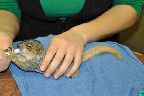 Baby squirrel in rehab.jpg | Cornell Wildlife Health Lab