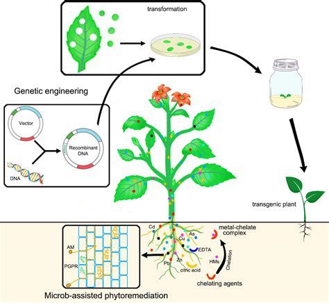 Phytoremediation Advantages