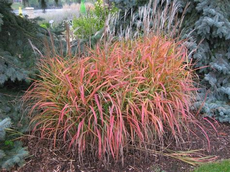 Miscanthus 'Purpurascens' | Ornamental grasses, Miscanthus purpurascens, Perennial grasses