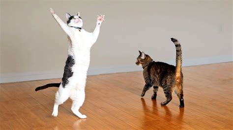 Cats dancing to music - funny cat dance compilation - YouTube